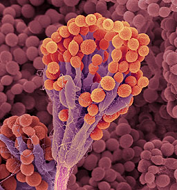 Antibiotic mold, Penicillium notatum