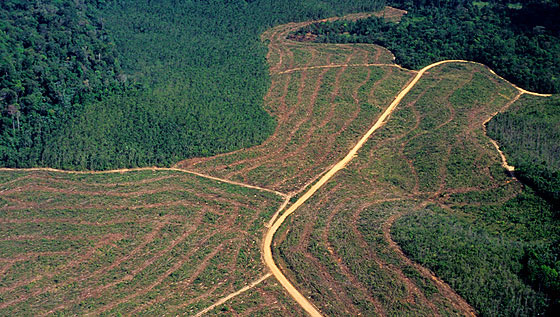 Deforestation in the Amazon