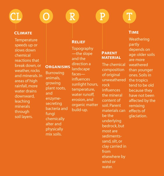 Soil scientists nickname the soil-forming factors CLORPT