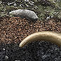 Siberian permafrost