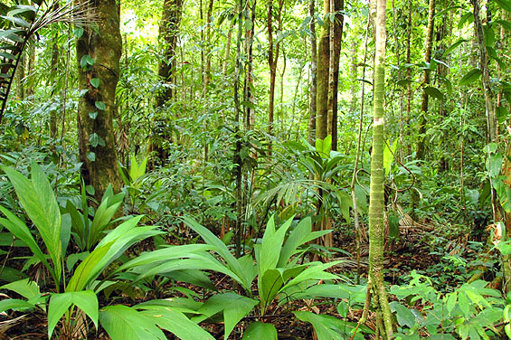 Costa Rica Rainforest