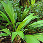 Costa Rica Rainforest