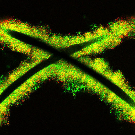 Geobacter growing on wire electrodes