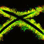 Geobacter growing on wire electrodes