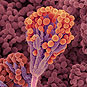 Antibiotic mold, Penicillium notatum
