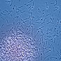 Biofuel microbe, Clostridium phytofermentans