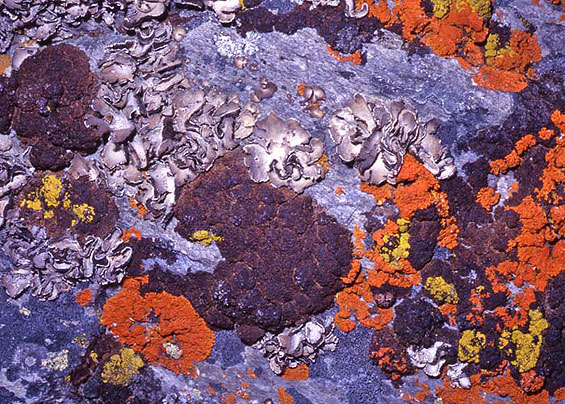 Lichen colonies