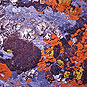 Lichen colonies