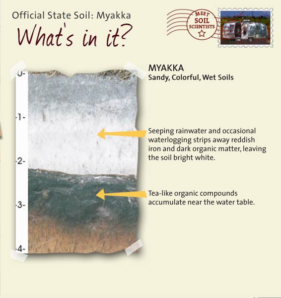 Official State Soil: Myakka 
December 9th 

This is a photo of the layers that make up a Myakka soil profile. Myakka: Sandy, Colorful, Wet Soils. Layer 1: Seeping rainwater and occasional waterlogging strip away reddish iron and dark organic matter, leaving the soil bright white. Layer 2: Tea-like organic compounds accumulate near the water table.