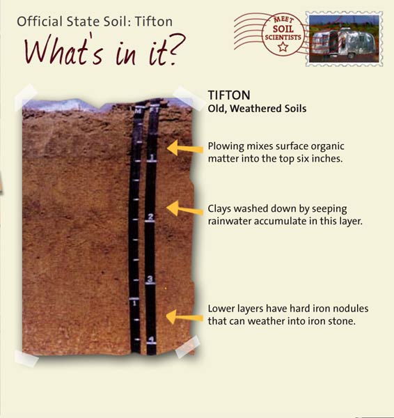 Official State Soil: Tifton 
May 28th 

This is a photo of the layers that make up a Tifton soil profile. Tifton: Old, Weathered Soils. Layer 1: Plowing mixes surface organic matter into the top six inches. Layer 2: Clays washed down by seeping rainwater accumulate in this layer. Layer 3: Lower layers have hard iron nodules that can weather into iron stone.