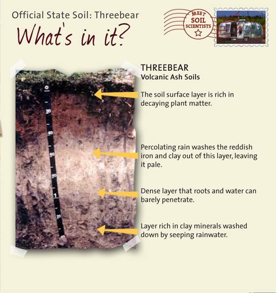 Official State Soil: Threebear 
October 15th 

This is a photo of the layers that make up a Threebear soil profile. Threebear: Volcanic Ash Soils. Layer 1: The soil surface layer is rich in decaying plant matter. Layer 2: Percolating rain washes the reddish iron and clay out of this layer, leaving it pale. Layer 3: Dense layer that roots and water can barely penetrate. Layer 4: Layer rich in clay minerals washed down by seeping rainwater.
