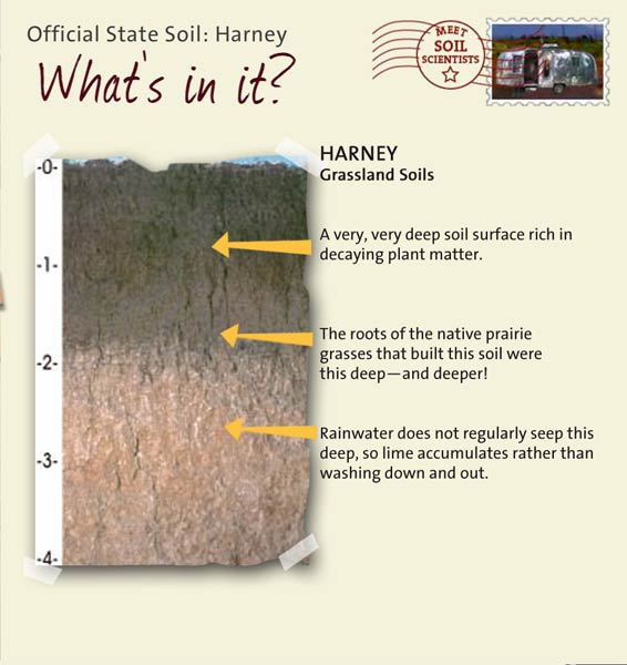Official State Soil: Harney 
October 26th 

This is a photo of the layers that make up a Harney soil profile. Harney: Grassland Soils. Layer 1: A very, very deep soil surface rich in decaying plant matter. Layer 2: The roots of the native prairie grasses that built this soil were this deep — and deeper! Layer 3: Rainwater does not regularly seep this deep, so lime accumulates rather than washing down and out.