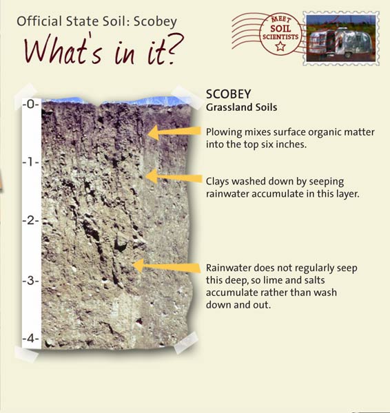 Official State Soil: Scobey 
August 14th 

This is a photo of the layers that make up a Scobey soil profile. Scobey: Grassland Soils. Layer 1: Plowing mixes surface organic matter into the top six inches. Layer 2: Clays washed down by seeping rainwater accumulate in this layer. Layer 3: Rainwater does not regularly seep this deep, so lime and salts accumulate rather than wash down and out.