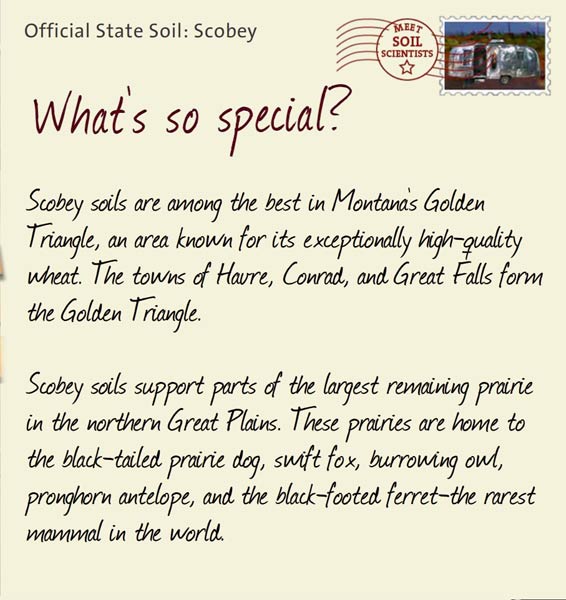 Official State Soil: Scobey 
August 14th 


Scobey soils are among the best in Montana's Golden Triangle, an area known for its exceptionally high-quality wheat. The towns of Havre, Conrad, and Great Falls form the Golden Triangle. 

Scobey soils support parts of the largest remaining prairie in the northern Great Plains. These prairies are home to the black-tailed prairie dog, swift fox, burrowing owl, pronghorn antelope, and the black-footed ferret-the rarest mammal in the world.
