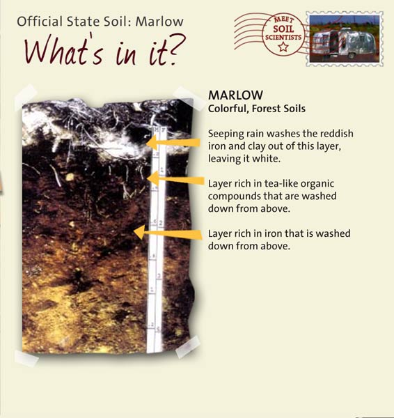 Official State Soil: Marlow 
October 18th 

This is a photo of the layers that make up a Marlow soil profile. Marlow: Colorful, Forest Soils. Layer 1: Seeping rain washes the reddish iron and clay out of this layer, leaving it white. Layer 2: Layer rich in tea-like organic compounds that are washed down from above. Layer 3: Layer rich in iron that is washed down from above.