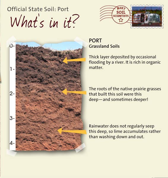 Official State Soil: Port 
February 28th 

This is a photo of the layers that make up a Port soil profile. Port: Grassland Soils. Layer 1: Thick layer deposited by occasional flooding by a river. It is rich in organic matter. Layer 2: The roots of the native prairie grasses that built this soil were this deep — and sometimes deeper! Layer 3: Rainwater does not regularly seep this deep, so lime accumulates rather than washing down and out.