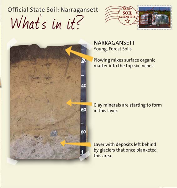 Official State Soil: Narragansett 
February 5th 

This is a photo of the layers that make up a Narragansett soil profile. Narragansett: Young, Forest Soils. Layer 1: Plowing mixes surface organic matter into the top six inches. Layer 2: Clay minerals are starting to form in this layer. Layer 3: Layer with deposits left behind by glaciers that once blanketed this area.
