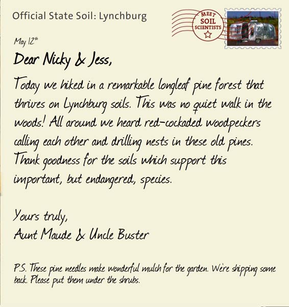 Official State Soil: Lynchburg 
May 12th 


Dear Nicky & Jess,
Today we hiked in a remarkable longleaf pine forest that thrives on Lynchburg soils. This was no quiet walk in the woods! All around we heard red-cockaded woodpeckers calling each other and drilling nests in these old pines. Thank goodness for the soils which support this important, but endangered, species.

Yours truly,
Aunt Maude and Uncle Buster

P.S. These pine needles make wonderful mulch for the garden. We're shipping some back. Please put them under the shrubs.
