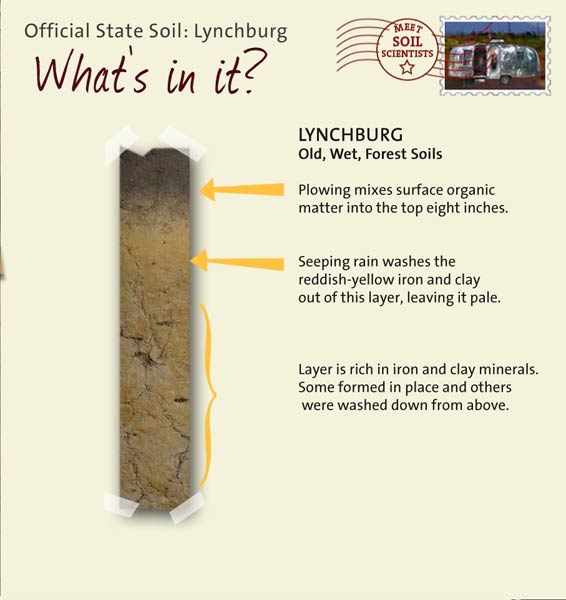 Official State Soil: Lynchburg 
May 12th 

This is a photo of the layers that make up a Lynchburg soil profile. Lynchburg: Old, Wet, Forest Soils. Layer 1: Plowing mixes surface organic matter into the top eight inches. Layer 2: Seeping rain washes the reddish-yellow iron and clay out of this layer, leaving it pale. Layer 3: Layer is rich in iron and clay minerals. Some formed in place and others were washed down from above.