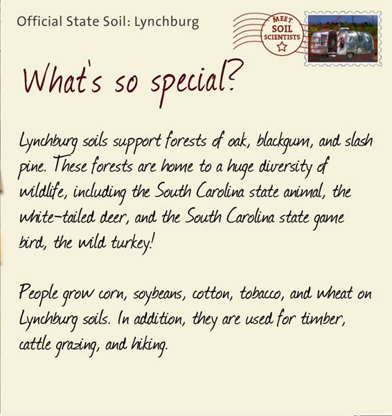 Official State Soil: Lynchburg 
May 12th 


Lynchburg soils support forests of oak, blackgum, and slash pine. These forests are home to a huge diversity of wildlife, including the South Carolina state animal, the white-tailed deer, and the South Carolina state game bird, the wild turkey!

People grow corn, soybeans, cotton, tobacco, and wheat on Lynchburg soils. In addition, they are used for timber, cattle grazing, and hiking. 
