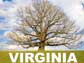 Virginia