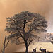 dust storm in Africa