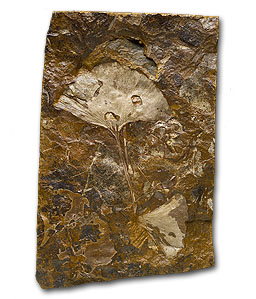 Fossil Ginkgo Leaf