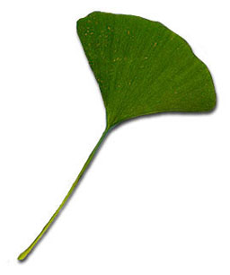 Modern Ginkgo Leaf