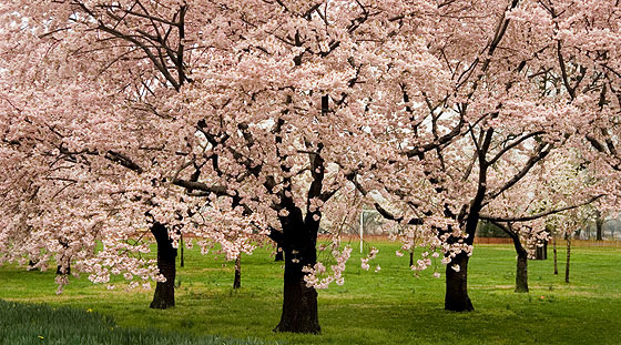 Cherry blossoms