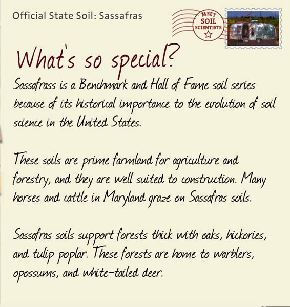 Official State Soil: Sassafras 
August 12th 


Sassafrass is a Benchmark and Hall of Fame soil series because of its historical importance to the evolution of soil science in the United States. 

These soils are prime farmland for agriculture and forestry, and they are well suited to construction. Many horses and cattle in Maryland graze on Sassafras soils.

Sassafras soils support forests thick with oaks, hickories, and tulip poplar. These forests are home to warblers, opossums, and white-tailed deer. 
