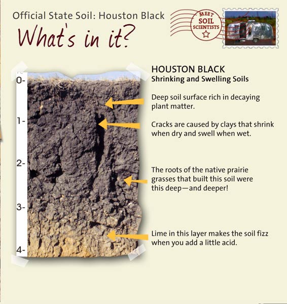 Official State Soil: Houston Black 
November 24th 

This is a photo of the layers that make up a Houston Black soil profile. Houston Black: Shrinking and Swelling Soils. Layer 1: Deep soil surface rich in decaying plant matter. Layer 2: Cracks are caused by clays that shrink when dry and swell when wet. Layer 3: The roots of the native prairie grasses that built this soil were this deep — and deeper! Layer 4: Lime in this layer makes the soil fizz when you add a little acid.