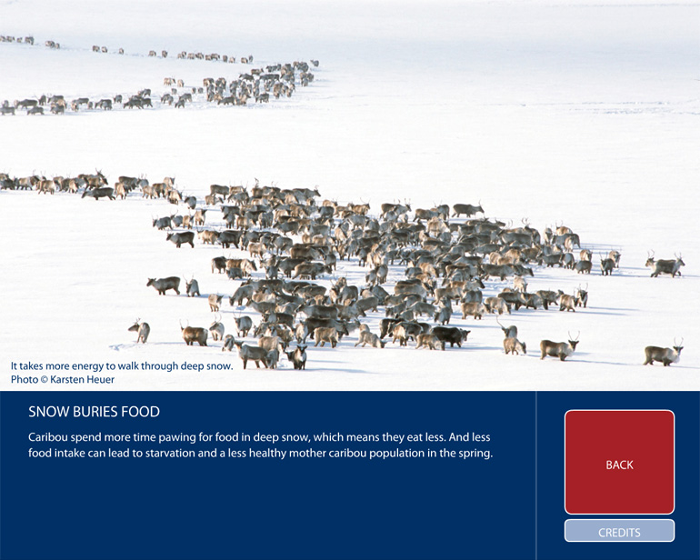 caribou herd on winding migration route through snow