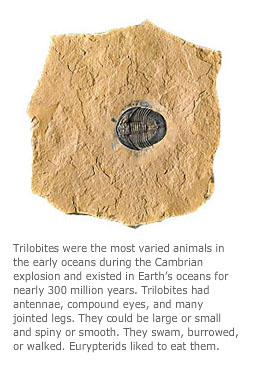 trilobite and eurypterid fossils