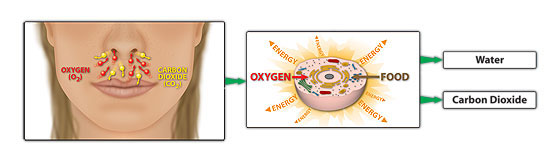 Chart illustrating aerobic respiration