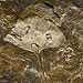 Ginkgo leaf fossil