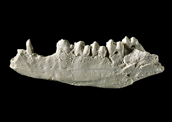 ectocion jaw bone fossil