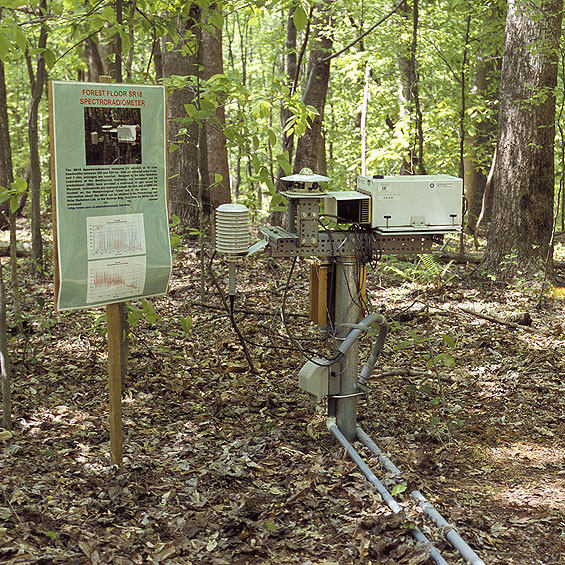 SR-18 in the SERC forest