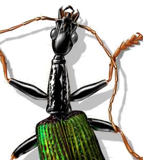 A rainforest beetle