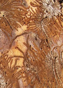 Bark Beetles, Photo (c) Smithsonian Institution