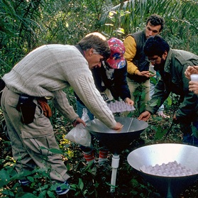 Terry Erwin and his team collect insects