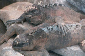 Galápagos Island iguanas