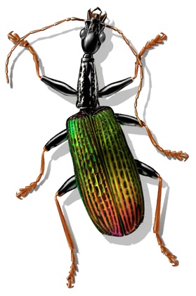 Rainforest beetle