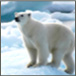 Click to visit the Arctic site