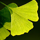 Ginkgo biloba