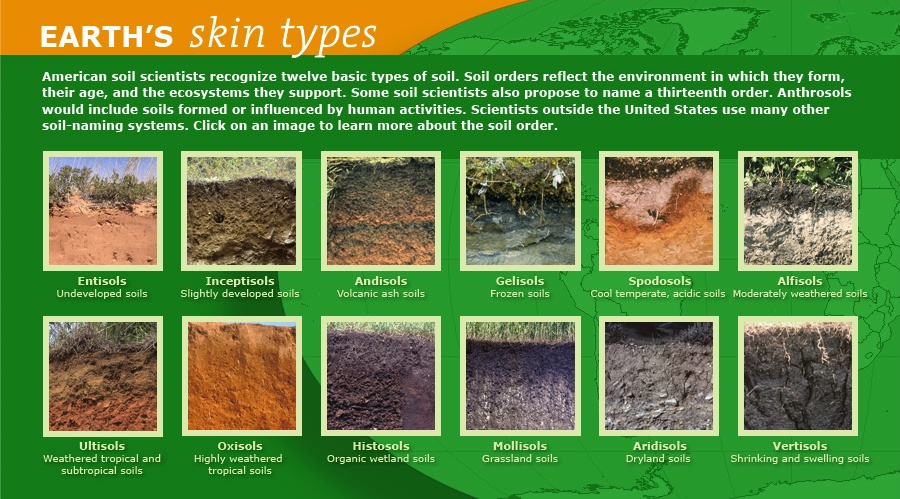 Earth's skin types