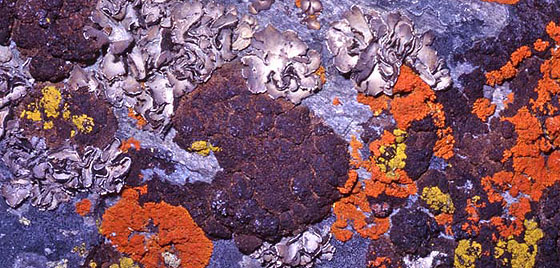 Lichen colonies