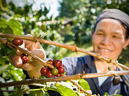 A fair trade coffee farmer picks organic coffee beans from a tree