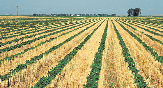 No-till soybeans in Hail County, Texas