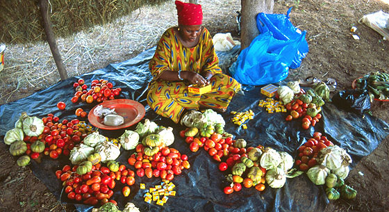 Sustainably farmed produce in Africa. Cinzana Agricultural Research Station, Mali.