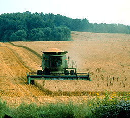 Wheat harvest in southwest Michigan